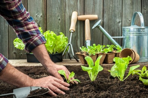 Pinner gardeners improving a healthy lawn and seasonal planting