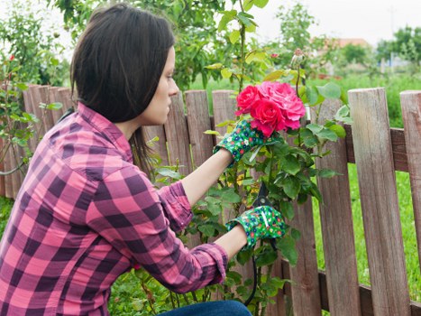Detailed hedge cutting and shaping for healthy growth in Pinner