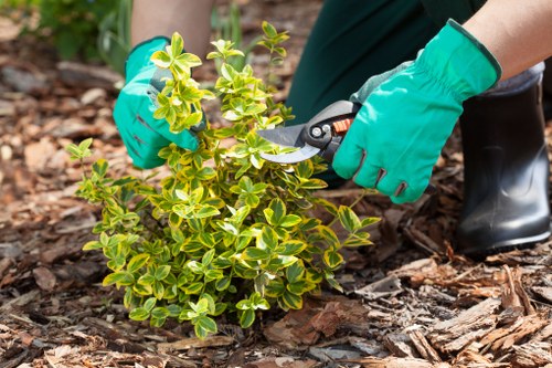 Safe tree maintenance and branch removal in Pinner
