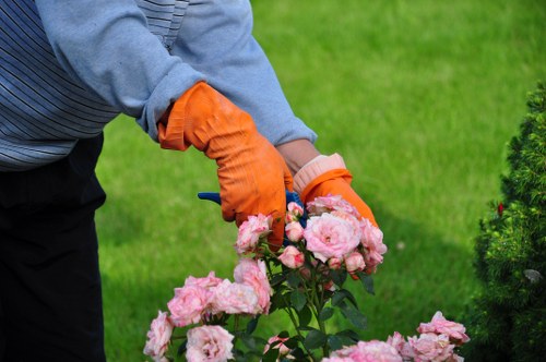 Professional hedge trimming and garden upkeep in Pinner