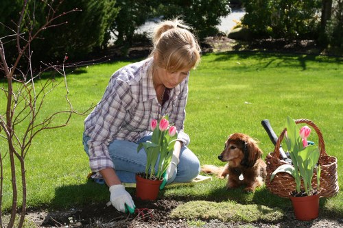 Stump grinding and tree surgery work in Pinner