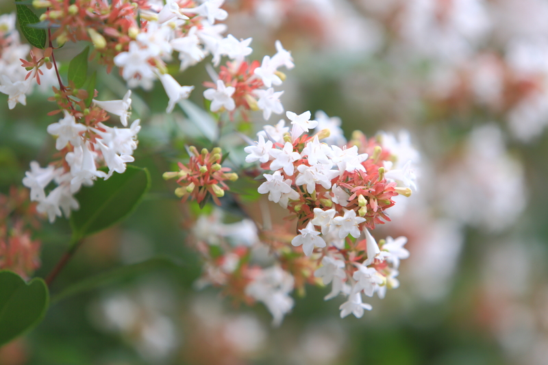 garden maintenance garden