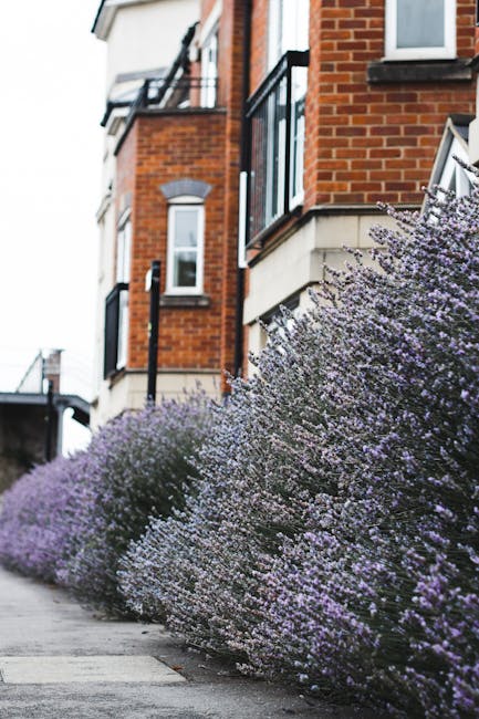 Pinner Village front garden makeover by local gardeners